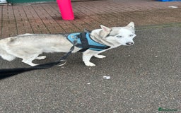 Siberian Husky dogs for sale: Siberian Husky - Male - 5 years old. - Image 3