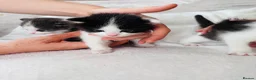 Ragdoll cats for sale: Four gorgeous kittens - Advert 12