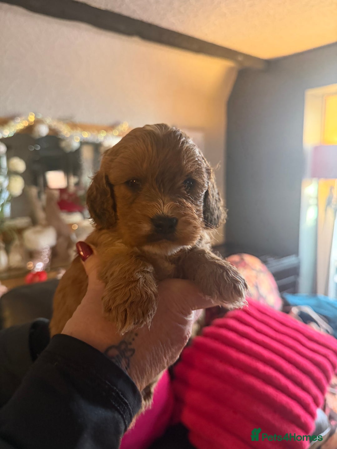 Cockapoo dogs for sale: Cockapoo pups one boy available  - Advert 20