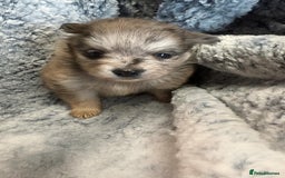 Pomeranian dogs for sale: Very adorable Pomeranian Puppies - Image 2