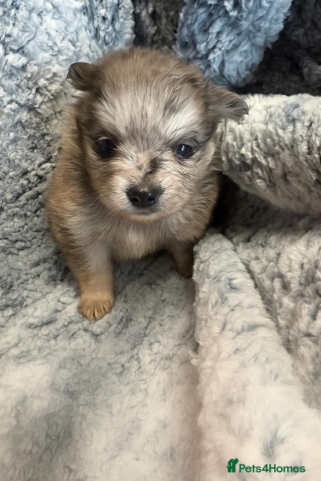 Pomeranian dogs for sale: Very adorable Pomeranian Puppies - Image 2