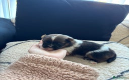 Pomeranian dogs for sale: Beautiful pomeranians - Image 13