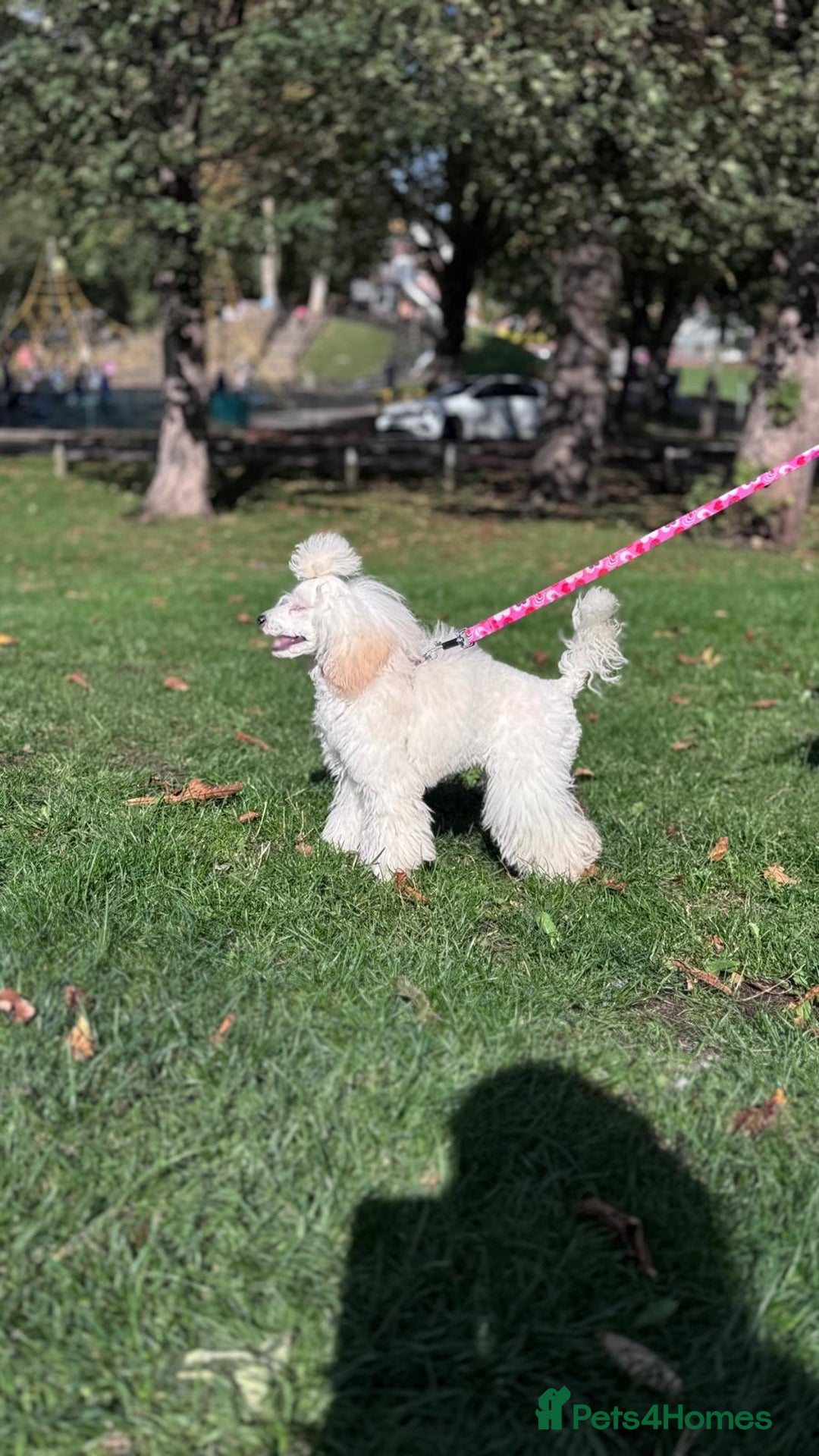 Maltipoo dogs for sale: True Mini Maltipoo F1 Puppies – Babyface Girls - Advert 17