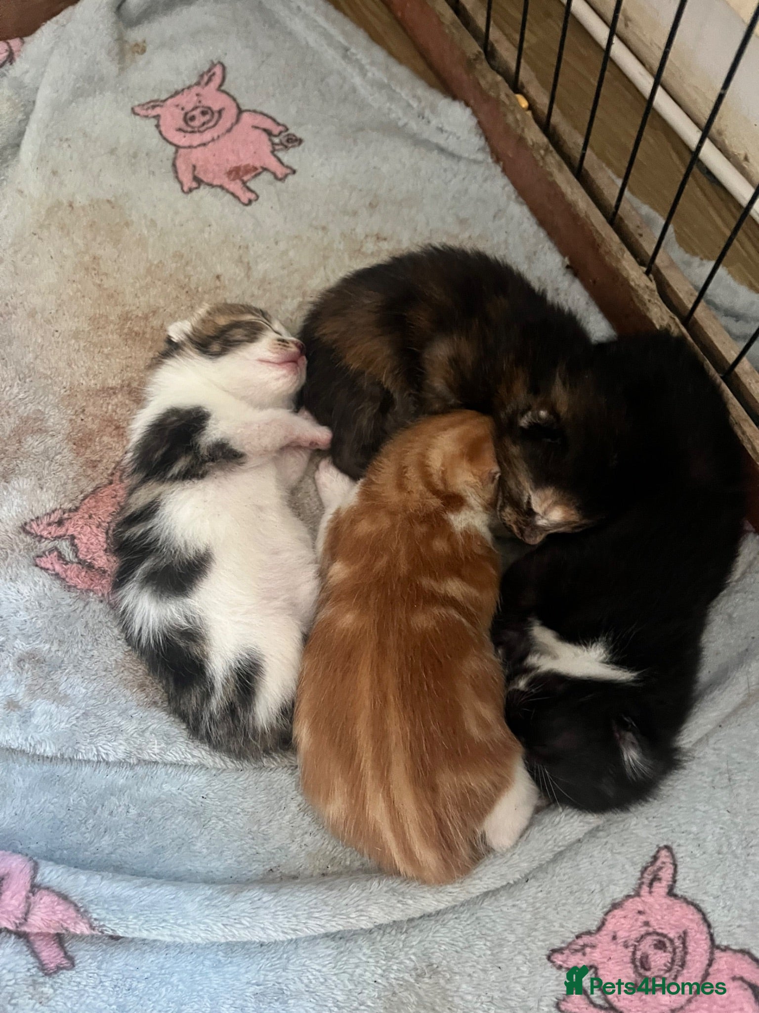 Mixed Breed cats Kittens looking for homes  - Advert 11