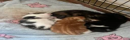 Mixed Breed cats for sale: Kittens looking for homes  in Carnforth - Advert 1