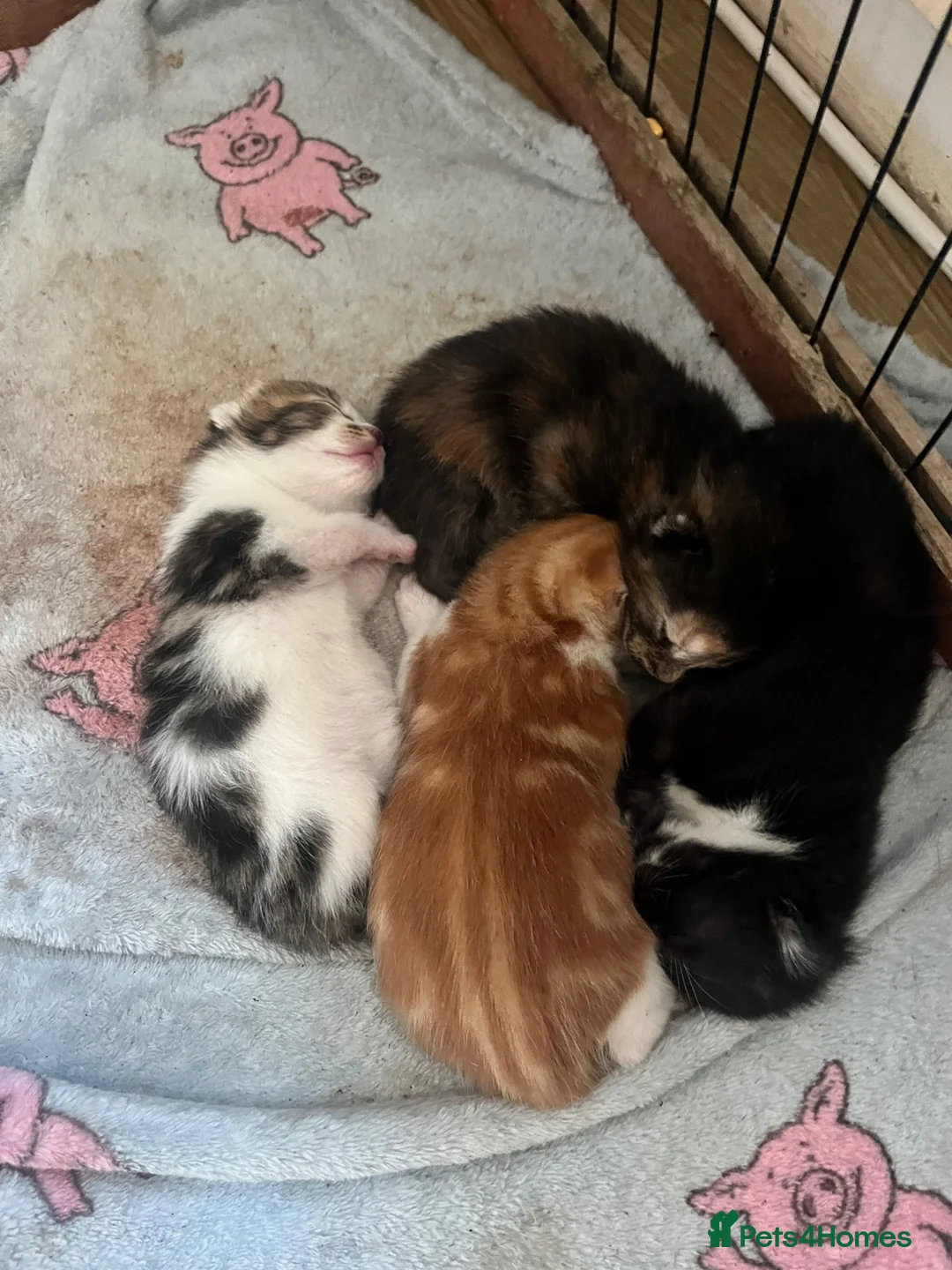 Mixed Breed cats for sale: Kittens looking for homes  in Carnforth - Advert 1