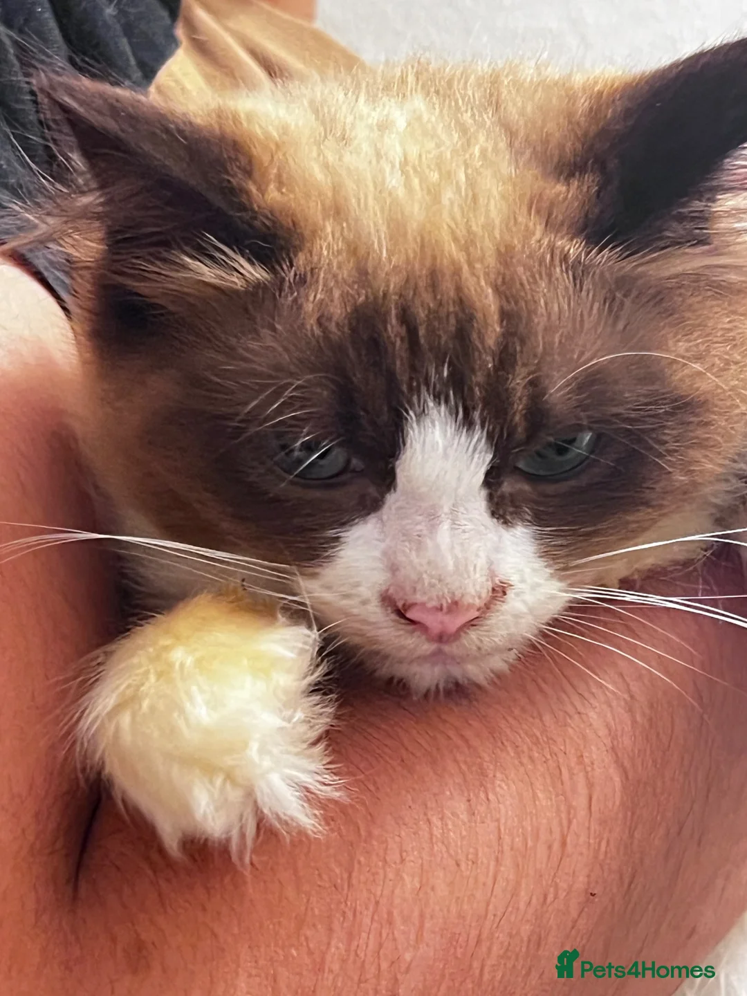 Ragdoll cats for sale: Ragdoll for sale in Blackburn, 5 months old - Advert 2