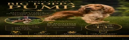 Cocker Spaniel dogs for sale: 🧬Beautiful Show Type Cocker Spaniel Puppies🧬 - Advert 10