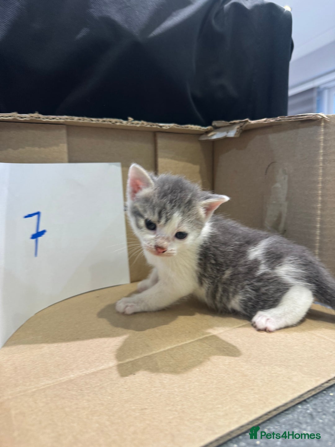 Mixed Breed cats for sale: British shorthair mix kittens  - Advert 21