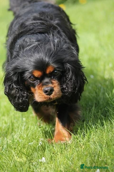 Cavalier King Charles Spaniel dogs Health tested cavalier king Charles ready to leave - Advert 2
