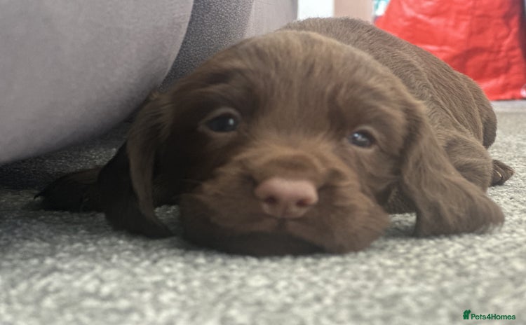 Cocker Spaniel dogs - Advert 9