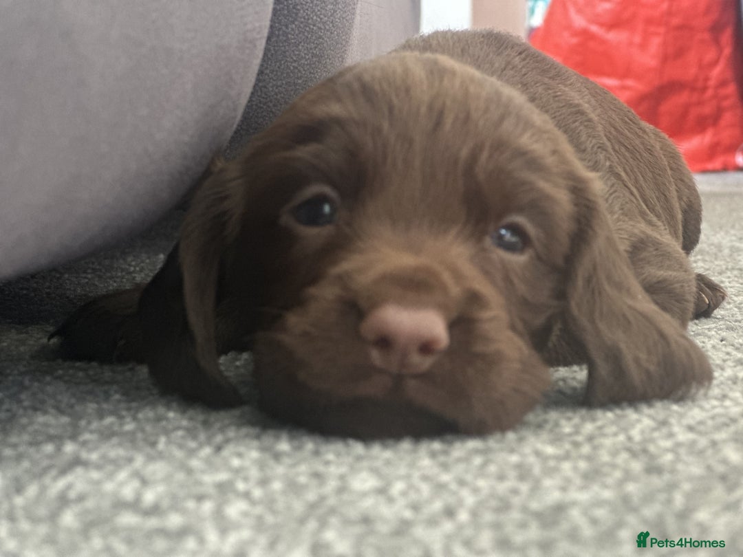 Cocker Spaniel dogs for sale: KC Pedigree Working Cocker Spaniel Puppies - Image 1