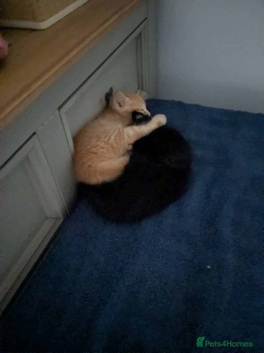 British Shorthair cats for sale: Kittens  in Wisbech - Advert 2