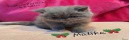 Exotic cats for sale: GCCF Gorgeous blue/cream Exotic female  - Advert 2
