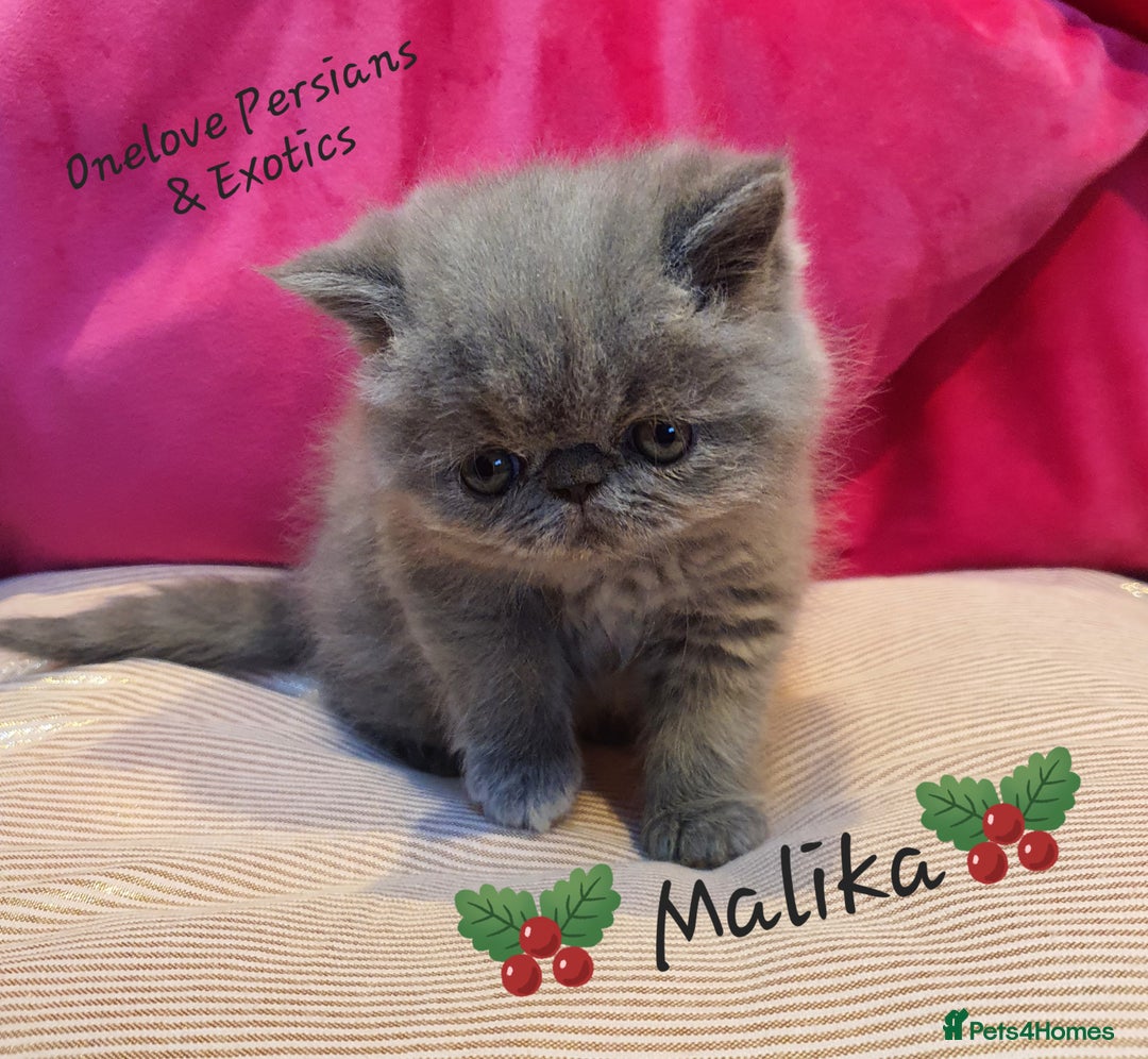 Exotic cats for sale: GCCF Gorgeous blue/cream Exotic female  - Advert 2