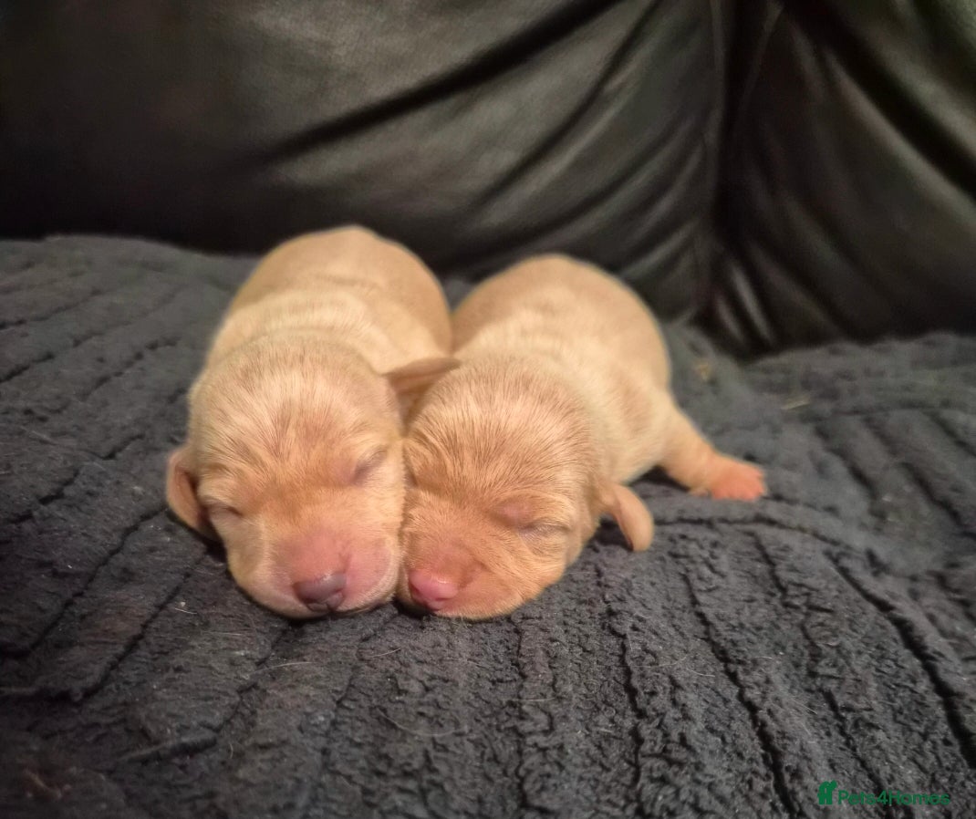Miniature Dachshund dogs Stunning cream miniture dachshunds  - Advert 13