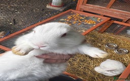 English Lop rabbits for sale: Lop eared bunnies - Image 4