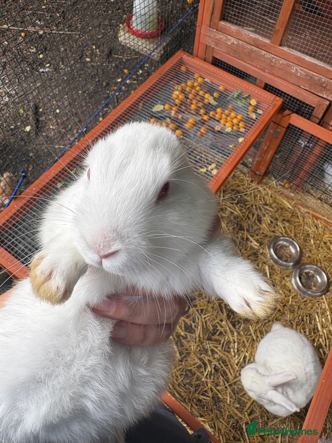 English Lop rabbits for sale: Lop eared bunnies - Image 4