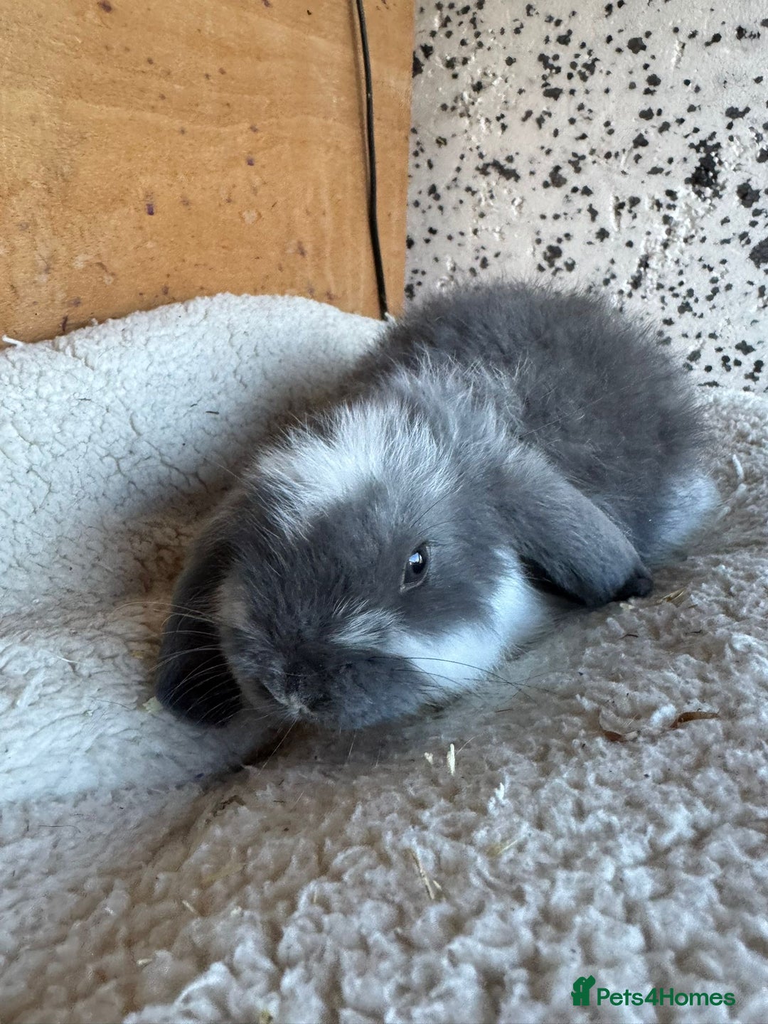 French Lop rabbits for sale: Purebred French Lop baby rabbits for sale  - Advert 26