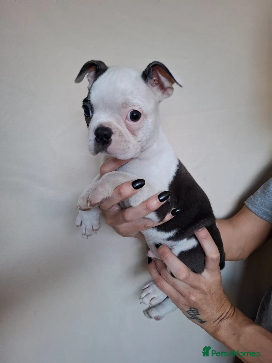 Boston Terrier dogs for sale: Last Boston pup left!!! Reduced  - Advert 2