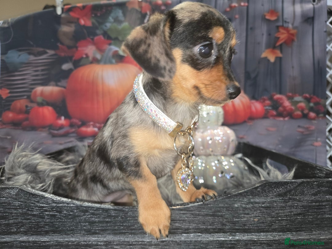 Mixed Breed dogs for sale: Pomweenies 💕💕 - Image 22