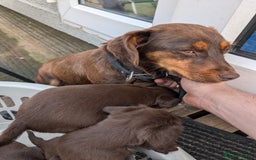 Mixed Breed dogs for sale: Jack Russell  X Spaniel  - Image 16