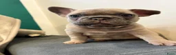 French Bulldog dogs for sale: Beautiful French Bulldog Puppies  in Forfar - Advert 10