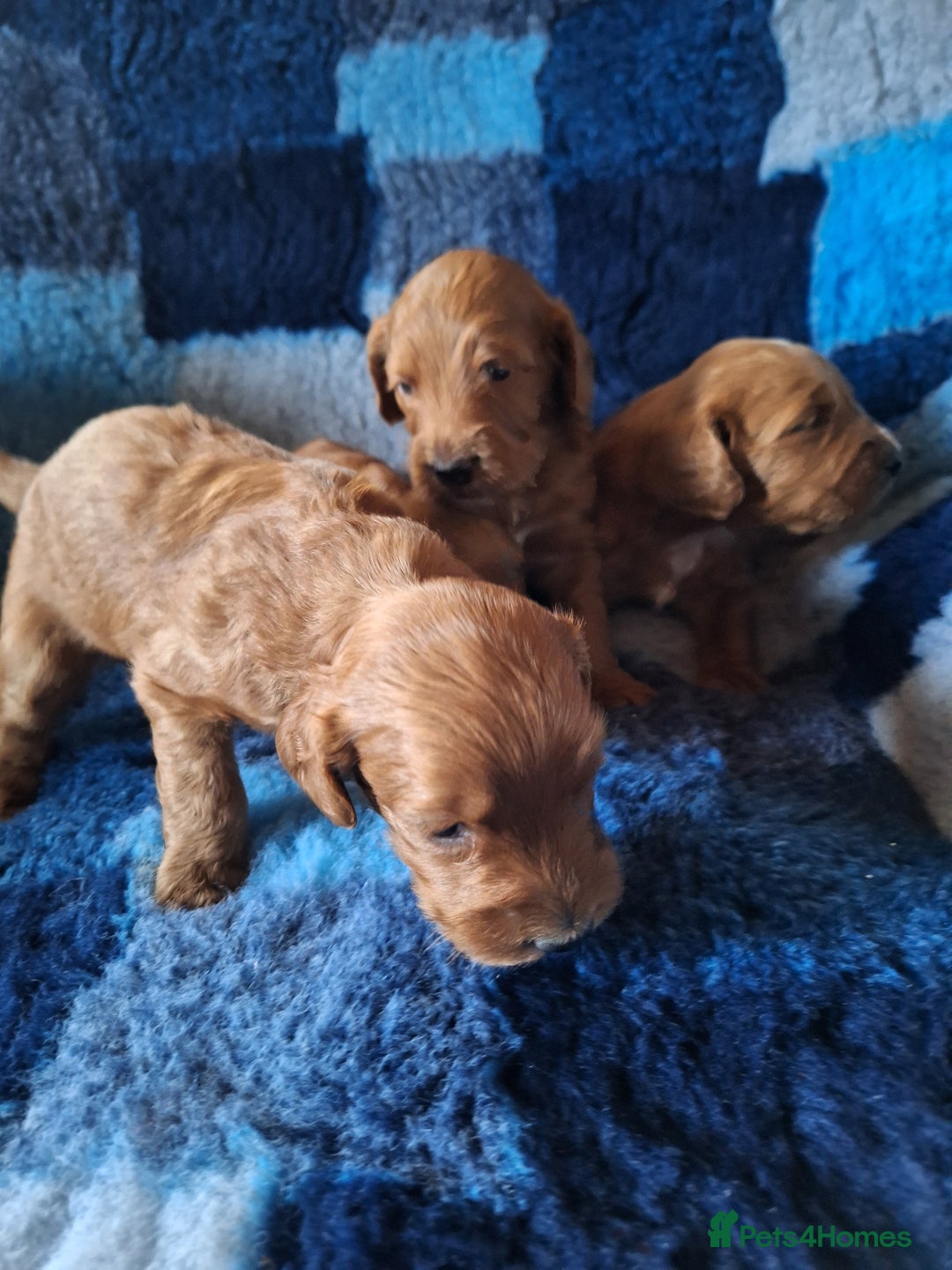 Cockapoo dogs for sale: Cockerpoo Puppies – Standard Size Red Boys Only - Image 9