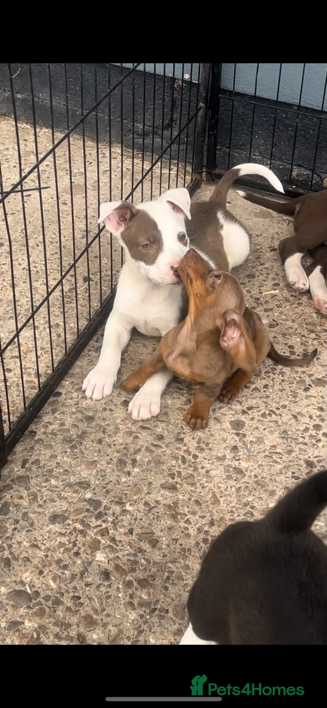 Mixed Breed dogs for sale: Stunning Huski x puppies ready to leave  in Solihull - Advert 7