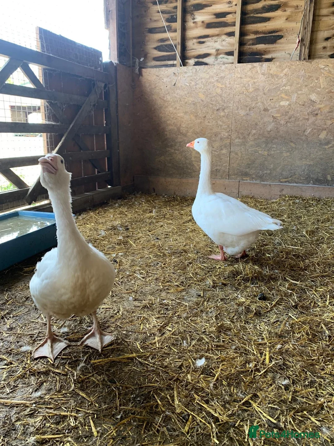 Geese poultry for sale: A pair of Emden Geese in Langport - Advert 2