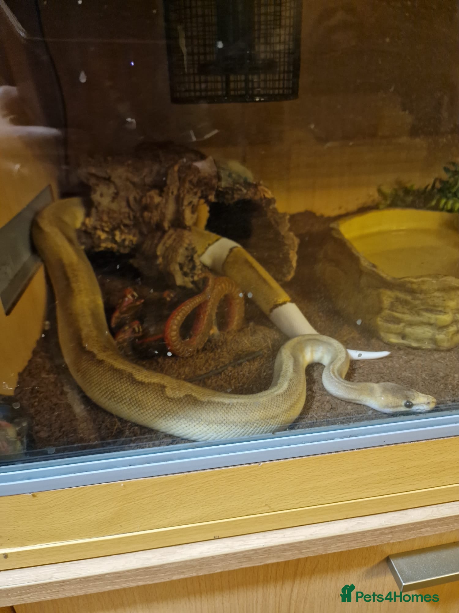 Python Snake reptiles Royal python for sale/rehoming - Advert 10