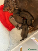 Miniature Dachshund dogs - Advert 3