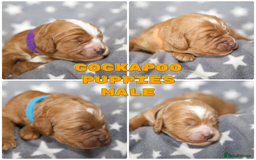 Cockapoo dogs for sale: Gorgeous Fox Red Cockapoo Puppies avail 15/12/25 - Image 3