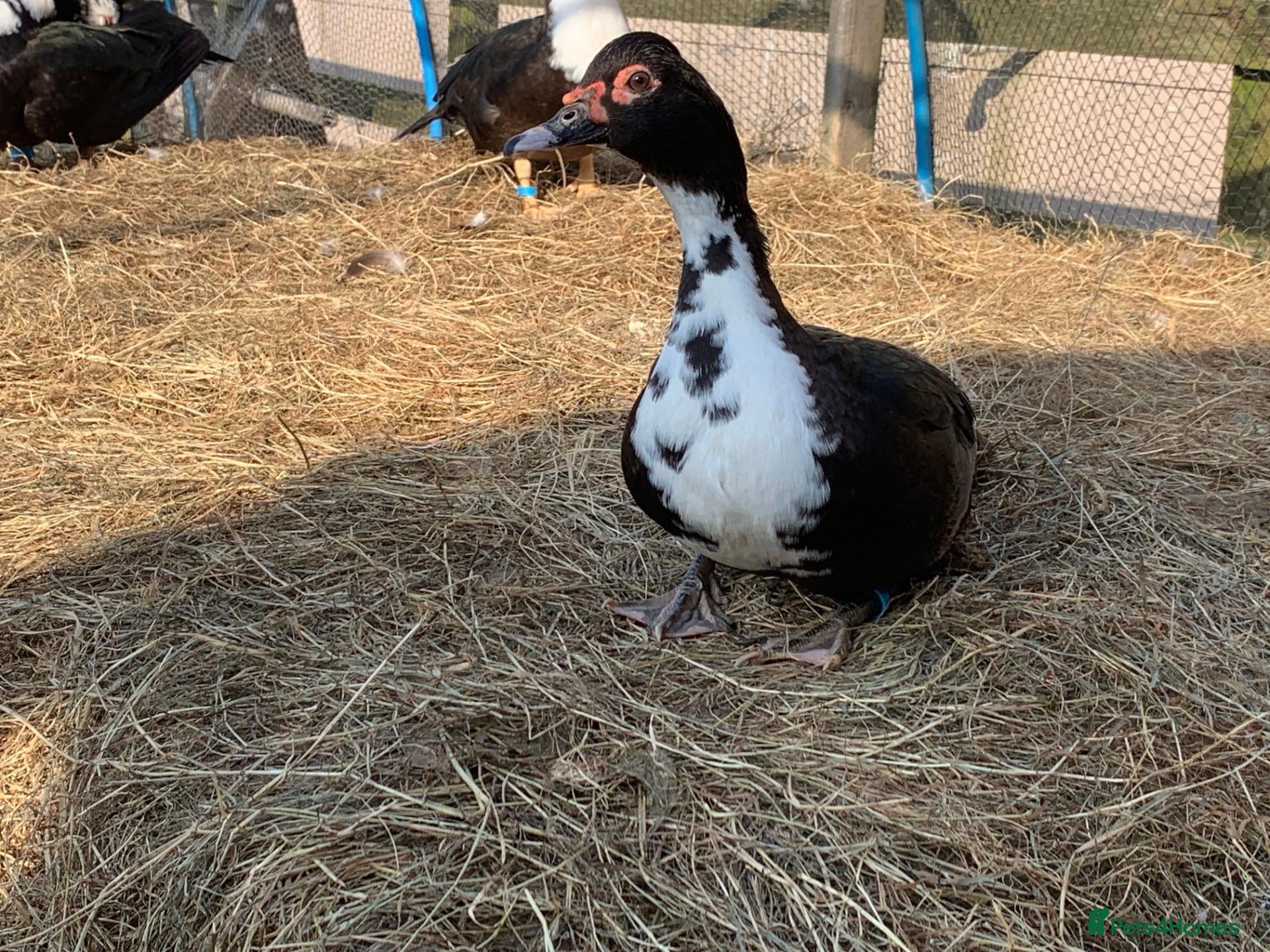 Ducks poultry Muscovies Varying Ages 20 Ducks 6 Drakes  - Advert 1