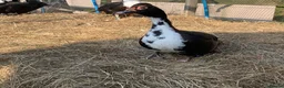 Ducks poultry for sale: Muscovies Varying Ages 20 Ducks 6 Drakes  - Advert 1