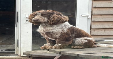 Cocker Spaniel dogs - Advert 8