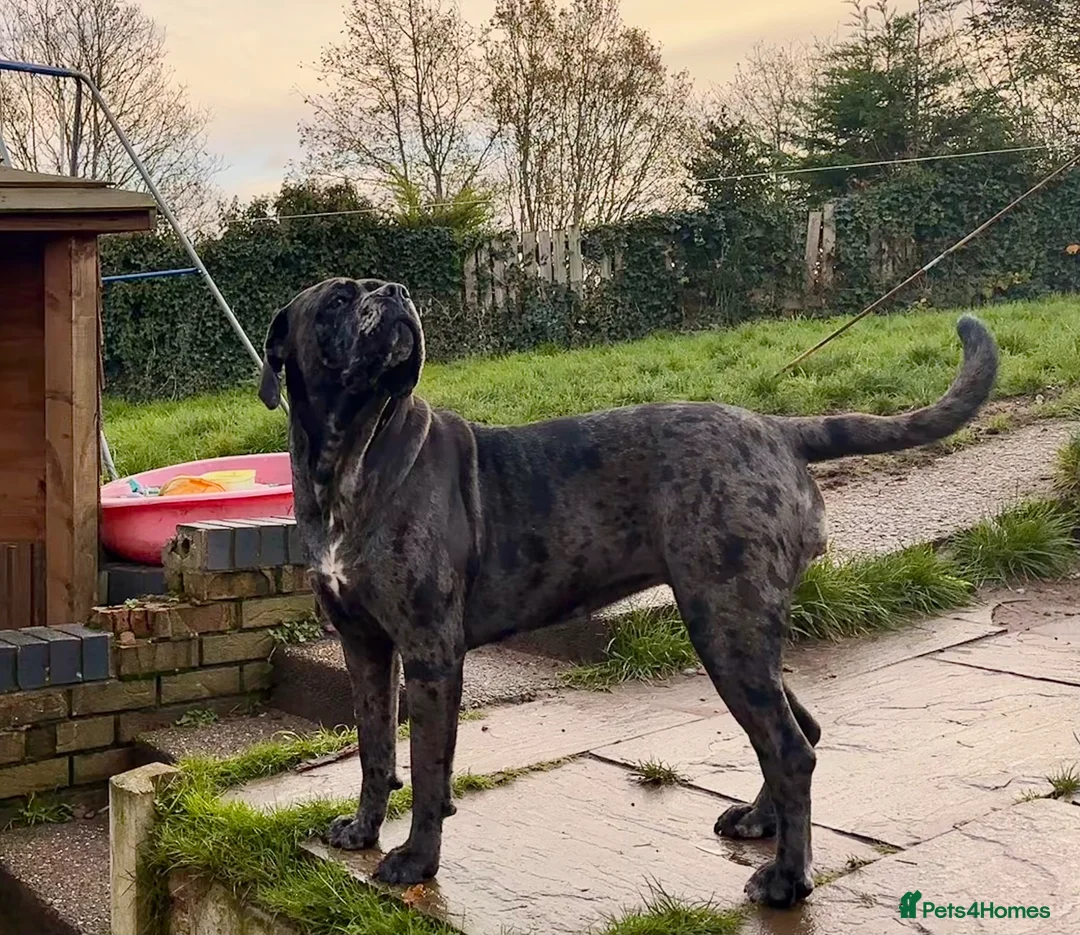 Cane Corso dogs for sale: Ready now last female cane corso  - Advert 2