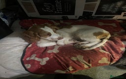 Sprocker dogs for sale: Female Cocker x Springer Puppy For Sale - Advert 3