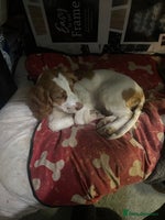 Sprocker dogs Female Cocker x Springer Puppy For Sale (SSTC) - Advert 12