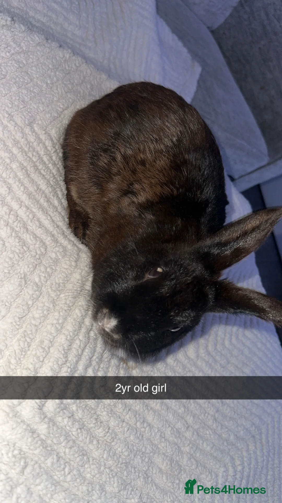 Mixed Breed rabbits for sale: Mixed breed of doe’s/ bucks in Burton-on-Trent - Advert 18