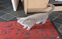 British Shorthair cats for sale: Beautiful female kitten  - Image 8