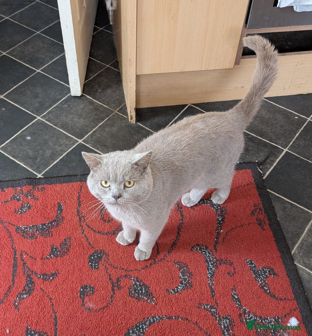 British Shorthair cats for sale: Beautiful female kitten  - Image 8