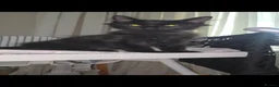 Maine Coon cats for sale: Black Beauty  - Advert 3