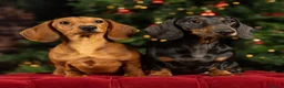 Miniature Dachshund dogs for stud: Kc reg IVDD screened pra clear mini smooth  in Newton Abbot - Advert 24