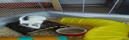 Rat rodents for sale: 2 male rats in Thetford - Advert 20