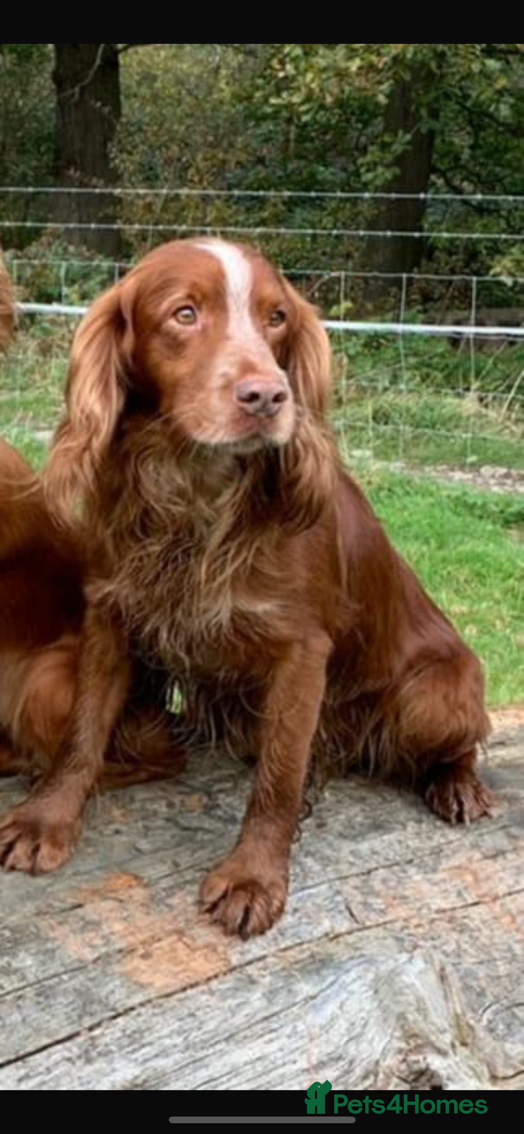 Sprocker dogs for sale: Beautiful sprocker puppies  - Image 14