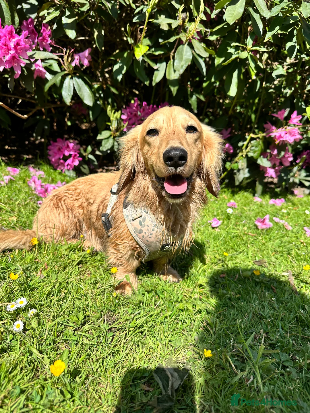 Miniature Dachshund dogs for stud: miniature longhaired dachshund for stud  - Advert 12