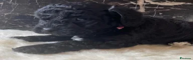 Shihpoo 6