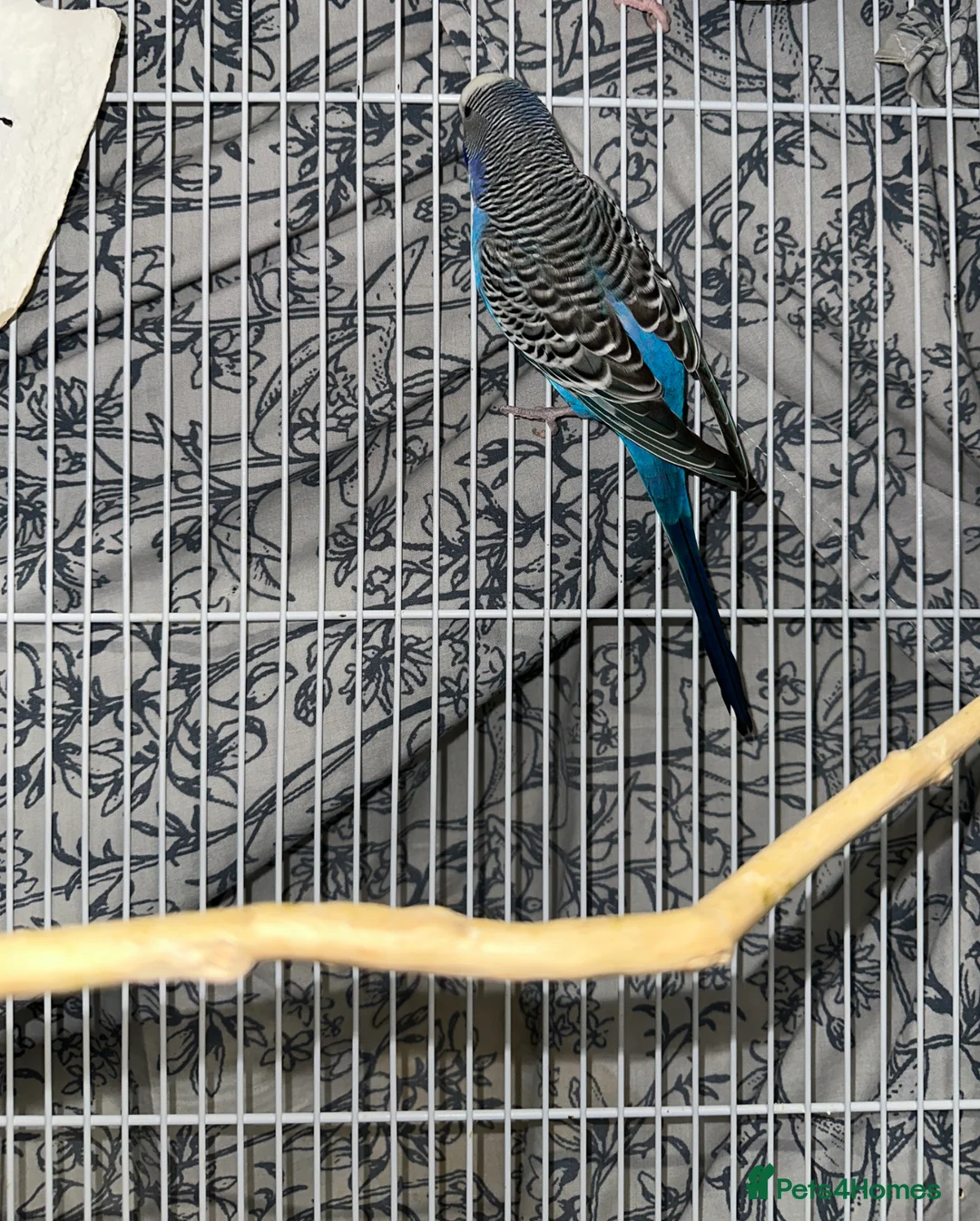Budgerigars birds for sale: Male Budgie  in Bracknell - Advert 4