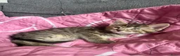 Mixed Breed cats for sale: Ready now stunning kittens  in Gravesend - Advert 6